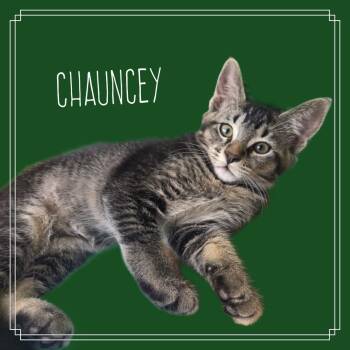 Tabby and Domestic Short Hair Cats Available for Adoption in Milton, Georgia - Chauncey Doe | PetCurious