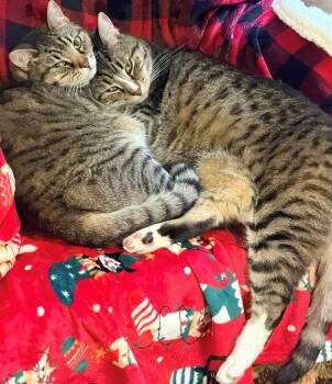 Bonded Adult Sibling Pair #1911 - Offered by Owner -  Tabby and Domestic Short Hair Cat Available for Adoption in Hillsboro, Oregon - Bonded Adult Sibling Pair #1911 - Offered By Owner | PetCurious