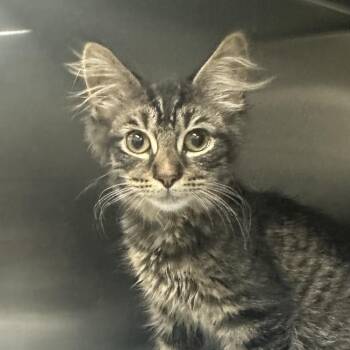 El Tigre -  Domestic Short Hair Cat for Adoption in Corbin, Kentucky - El Tigre | PetCurious