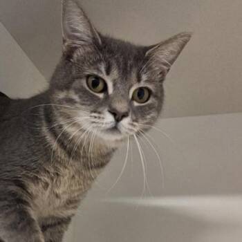 Domestic Short Hair Cats Available for Adoption in Voorhees Township, New Jersey - Rumi | PetCurious