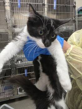 MELON -  Domestic Short Hair Cat for Adoption in Las Vegas, Nevada - MELON | PetCurious