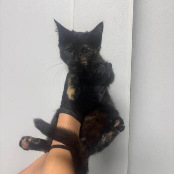 Gertie -  Domestic Short Hair Cat for Adoption in Abilene, Texas - Gertie | PetCurious