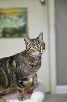 Tabby Cats Available for Adoption - Cornflake | PetCurious