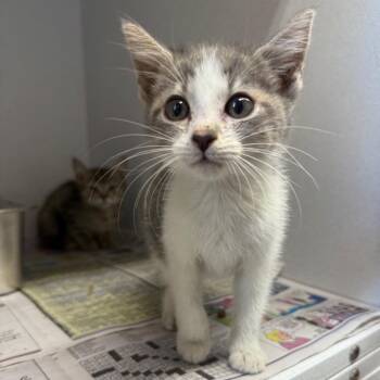 Dolly 2 -  Domestic Short Hair Cat for Adoption in New York, New York - Dolly 2 | PetCurious