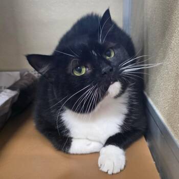 Staghorn Fern -  Domestic Short Hair Cat for Adoption in Chatham, Virginia - Staghorn Fern | PetCurious