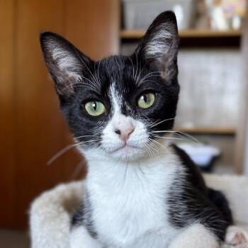 Galaxy -  Domestic Short Hair Cat for Adoption in Sonora, California - Galaxy | PetCurious