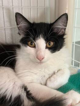 Purrl Jam -  Domestic Medium Hair and Domestic Short Hair Cat for Adoption in Elmira, New York - Purrl Jam | PetCurious