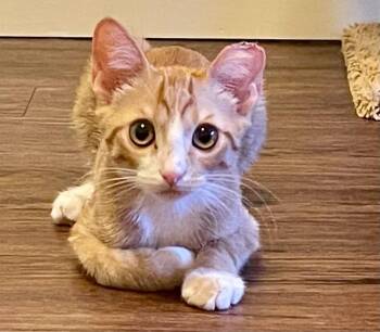 Moto -  Domestic Short Hair Cat for Adoption in Tucson, Arizona - Moto | PetCurious