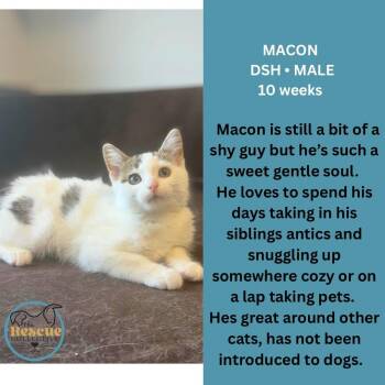 Macon -  Domestic Short Hair Cat for Adoption in Clive, Alberta - Macon | PetCurious
