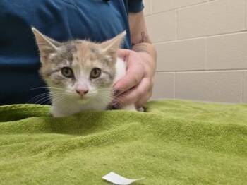 Peaches -  Domestic Short Hair Cat for Adoption in Westland, Michigan - Peaches | PetCurious