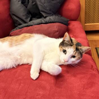 Calico Cats Available for Adoption - Piper 2 | PetCurious