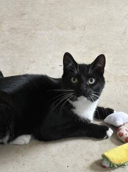 Porter -  Domestic Short Hair Cat Available for Adoption in Bellmawr, New Jersey - Porter | PetCurious