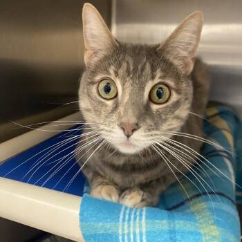 Domestic Short Hair Cats Available for Adoption in Kanab, Utah - Thalia | PetCurious