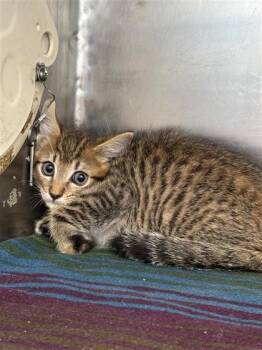 61764084 -  Domestic Short Hair Cat for Adoption in El Paso, Texas - 61764084 | PetCurious