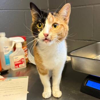 Domestic Short Hair Cats Available for Adoption in Tuscaloosa, Alabama - TUSC-Stray-84223 | PetCurious