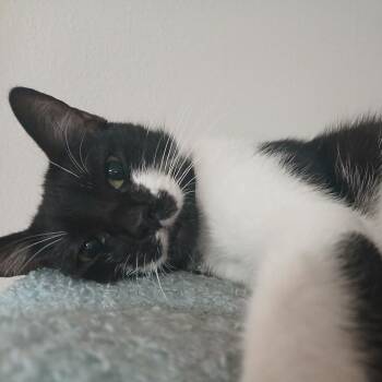 Smile -  Domestic Short Hair Cat for Adoption in West Palm Beach, Florida - Smile | PetCurious