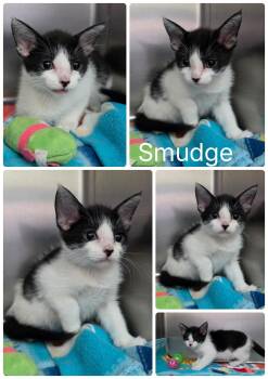 Smudge -  Domestic Short Hair Cat for Adoption in Universal City, Texas - Smudge | PetCurious