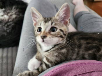 Rescue Domestic Short Hair Cats for Adoption in St. Peters, Missouri - Maverick | PetCurious