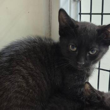 Flint -  Domestic Short Hair Cat for Adoption in Los Angeles, California - Flint | PetCurious