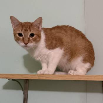 Chester -  Domestic Short Hair Cat for Adoption in Long Beach, Mississippi - Chester | PetCurious