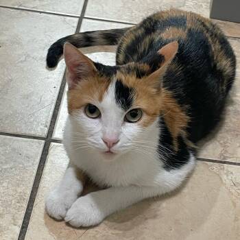 Rescue Calico Cats for Adoption in Villa Park, California - Rosie | PetCurious