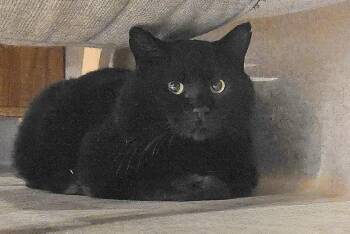Domestic Short Hair Cats Available for Adoption in Coalhurst, Alberta - Sir | PetCurious