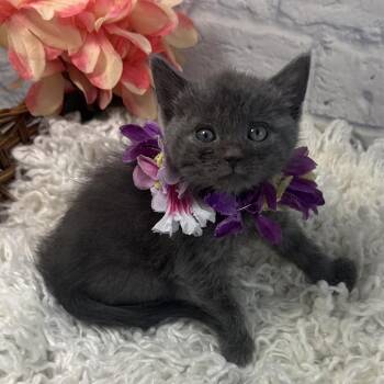 Bluebell -  Domestic Short Hair Cat for Adoption in Harrisonburg, Virginia - Bluebell | PetCurious