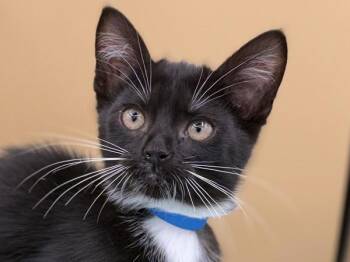 Doc -  Domestic Short Hair Cat for Adoption in Portland, Oregon - Doc | PetCurious