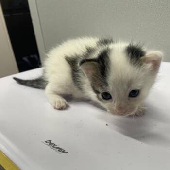 Peter -  Domestic Short Hair Cat for Adoption in Tampa, Florida - Peter | PetCurious