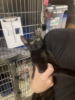 Pretzel -  Domestic Short Hair Cat for Adoption in Fairhope, Alabama - Pretzel | PetCurious