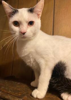 Domestic Short Hair Cats Available for Adoption in Metamora, Illinois - Nala-Q | PetCurious