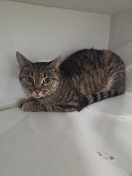 Reba- Adult -  Domestic Short Hair Cat for Adoption in Lunenburg, Vermont - Reba- Adult | PetCurious