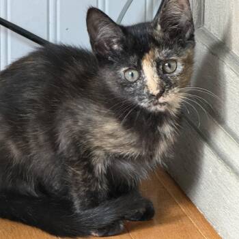 Jules -  Domestic Short Hair Cat for Adoption - Jules | PetCurious