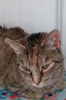 American Shorthair Cats Available for Adoption - Sally  | PetCurious