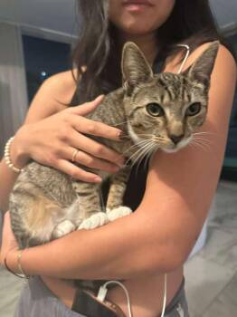 Rescue Tabby Cats for Adoption in Miami, Florida - Aveline | PetCurious