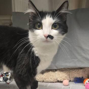 Olivia -  Domestic Short Hair Cat for Adoption in Hendersonville, North Carolina - Olivia | PetCurious