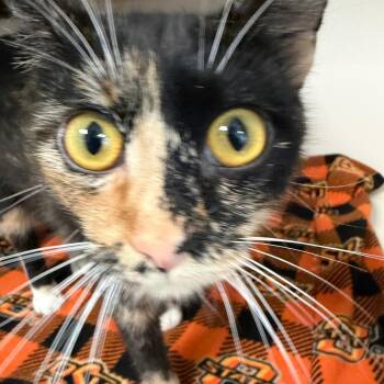 Domestic Short Hair Cats Available for Adoption in Tulsa, Oklahoma - Singer | PetCurious