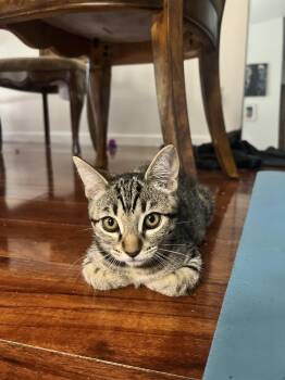 Rescue Domestic Short Hair Cats for Adoption in Davis, California - Ivy | PetCurious