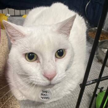 Domestic Short Hair Cats Available for Adoption in Normal, Illinois - Princess | PetCurious