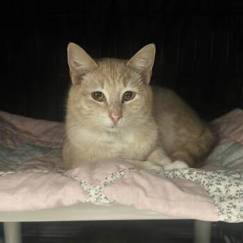 Rescue Domestic Short Hair Cats for Adoption in Hopkinton, Massachusetts - Kenny | PetCurious
