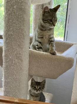 Nina -  Domestic Short Hair and Tabby Cat for Adoption in Walnut Creek, California - Nina | PetCurious