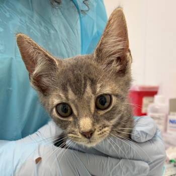 Wrench -  Domestic Short Hair Cat for Adoption in Nashville, Tennessee - Wrench | PetCurious