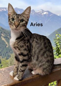 Tabby Cats Available for Adoption in Weems, Virginia - Aries | PetCurious