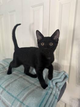 Gus -  Domestic Short Hair Cat for Adoption in Seven Valleys, Pennsylvania - Gus | PetCurious