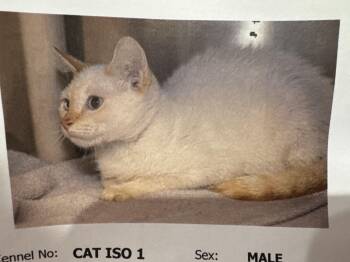 Ed Sheeran -  Siamese Cat for Adoption in Gainesville, Virginia - Ed Sheeran | PetCurious