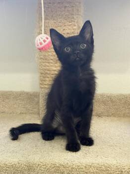 Sargento -  Domestic Short Hair Cat for Adoption in Ruskin, Florida - Sargento | PetCurious