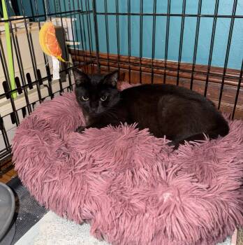 Domestic Short Hair Cats Available for Adoption - Gus | PetCurious