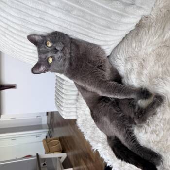 Tarragon -  Domestic Short Hair Cat for Adoption in Calgary, Alberta - Tarragon | PetCurious