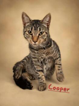 Cooper -  Domestic Short Hair Cat for Adoption in Jim Thorpe, Pennsylvania - Cooper | PetCurious