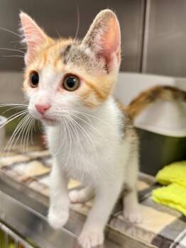 Domestic Short Hair Cats Available for Adoption in Ocala, Florida - Tuke (Petsmart) | PetCurious